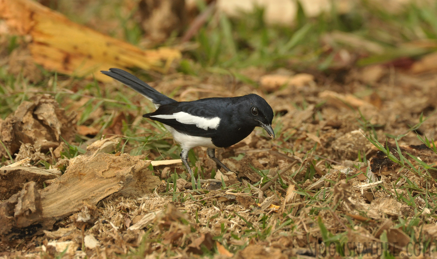 Copsychus saularis ceylonensis [550 mm, 1/640 sec at f / 8.0, ISO 2500]